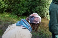 Overvliegen-Scouting-17-09-2022-Foto-Corne-Wijnings-25