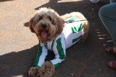 Huldiging-Groen-Wit-24-06-2023-Foto-Corne-Wijnings-2