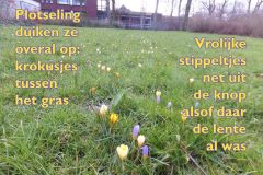 052-22-49-Krokusjes-03-03-2016-Femke-Reuvers