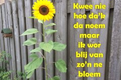 075-05-50-Zonnebloem-29-09-2016-Femke-Reuvers