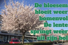 097-27-50-Bloesem-30-04-2017-Femke-Reuvers