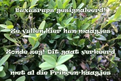 104-34-50-Buxusrups-01-06-2017-Femke-Reuvers